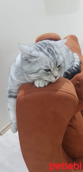 British Shorthair, Kedi  Pamuk fotoğrafı