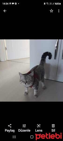 British Shorthair, Kedi  Pamuk fotoğrafı