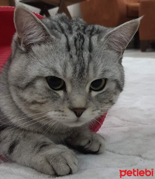 British Shorthair, Kedi  Pamuk fotoğrafı