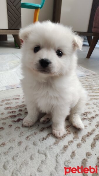 Pomeranyalı, Köpek  Mişa fotoğrafı