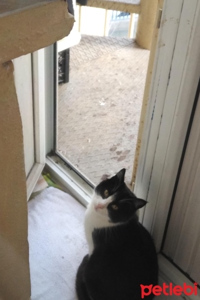 Tuxedo (Smokin) Kedi, Kedi  İpek Boncuk fotoğrafı