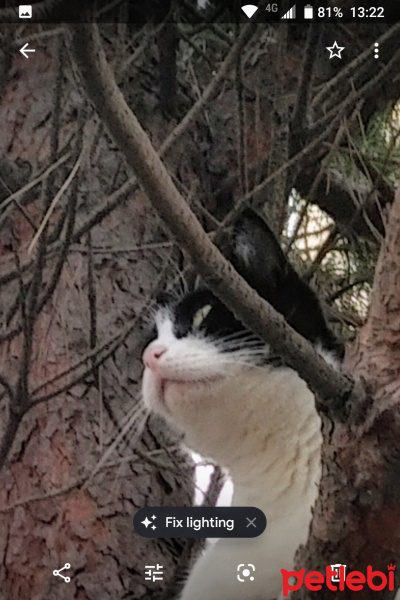 Tuxedo (Smokin) Kedi, Kedi  İpek Boncuk fotoğrafı