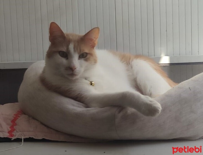 Sarman, Kedi  Paşa fotoğrafı