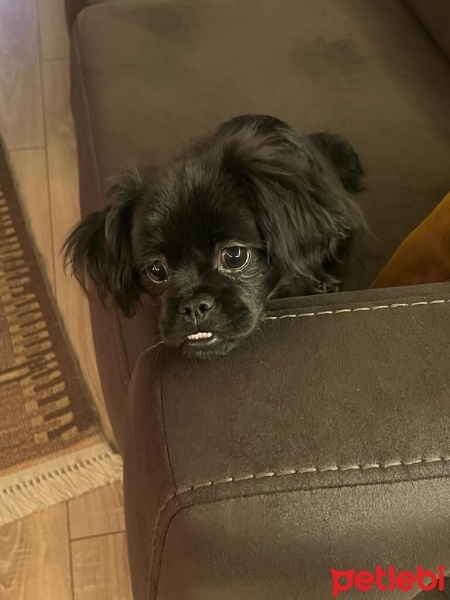 Pekingese, Köpek  çirkin fotoğrafı