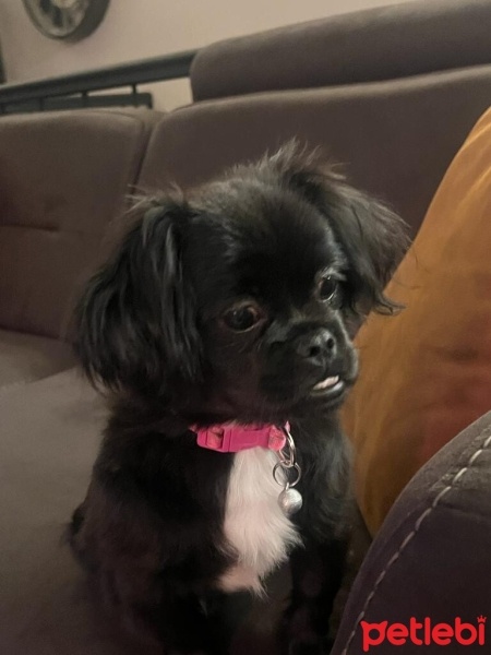 Pekingese, Köpek  çirkin fotoğrafı