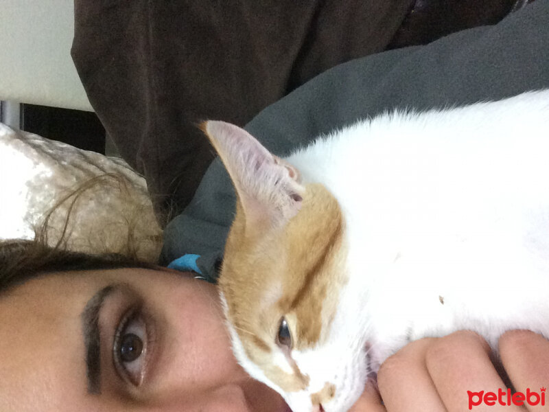 Tekir Kedi, Kedi  Uğur fotoğrafı