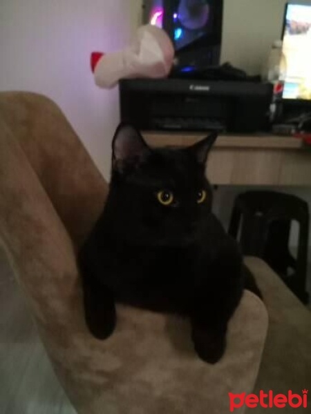 Bombay, Kedi  Gece fotoğrafı