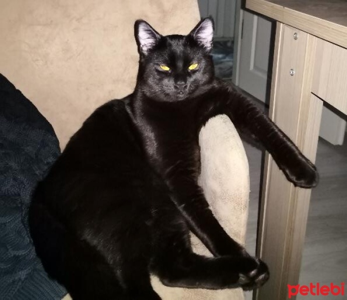 Bombay, Kedi  Gece fotoğrafı