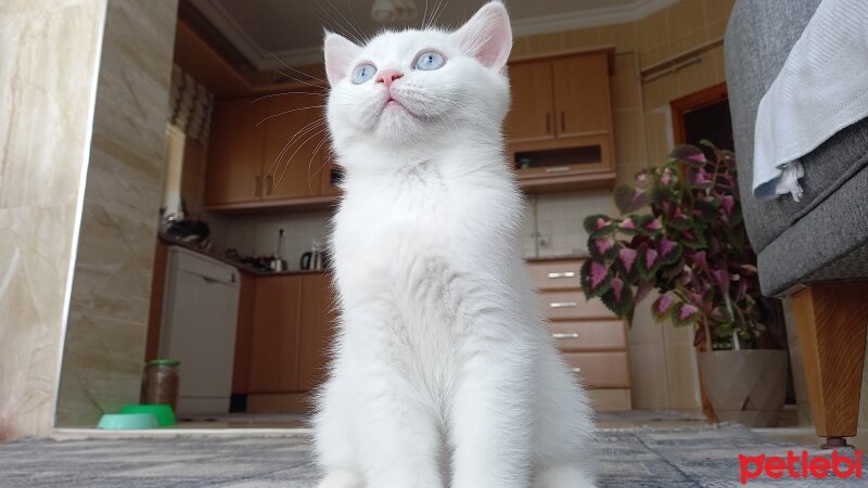 British Shorthair, Kedi  Damla fotoğrafı