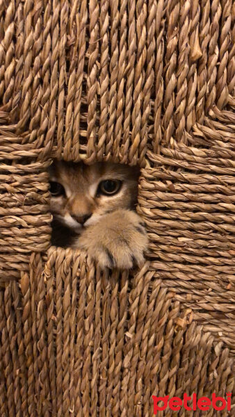 British Shorthair, Kedi  Simba fotoğrafı