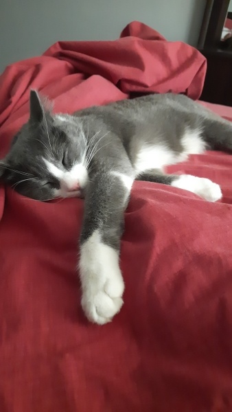 Tekir Kedi, Kedi  Mıncır fotoğrafı