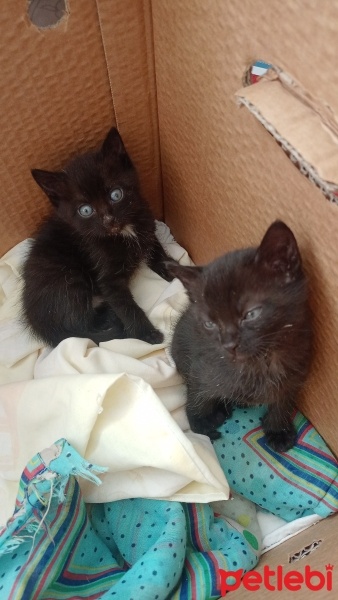 Bombay, Kedi  Sufle fotoğrafı