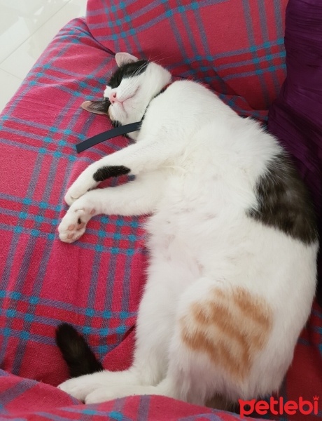 Balinese, Kedi  Paris fotoğrafı