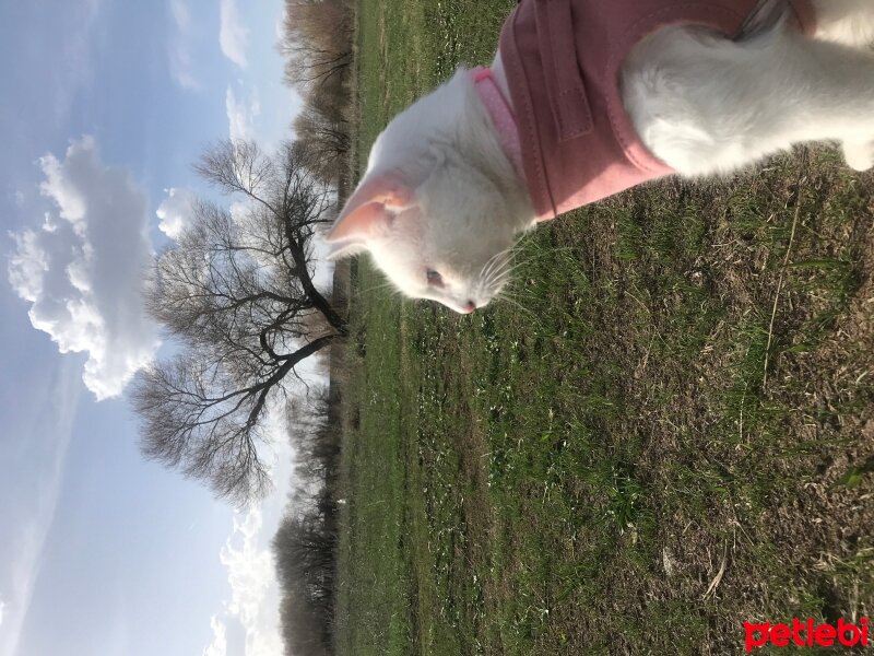 Ankara Kedisi, Kedi  lömbür fotoğrafı