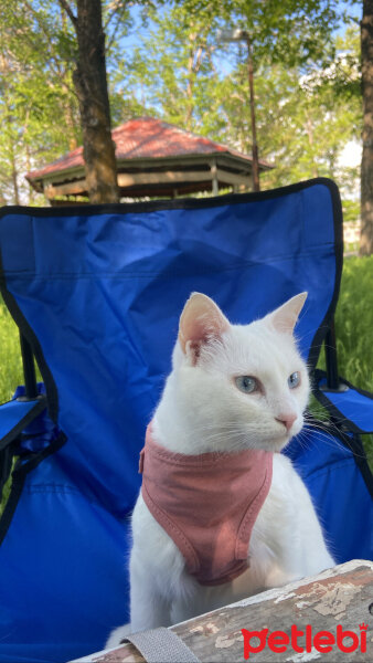 Ankara Kedisi, Kedi  lömbür fotoğrafı