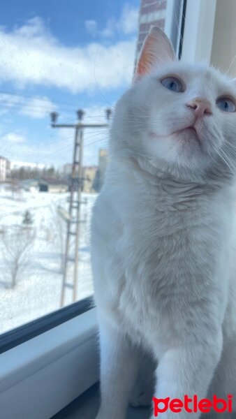 Ankara Kedisi, Kedi  lömbür fotoğrafı