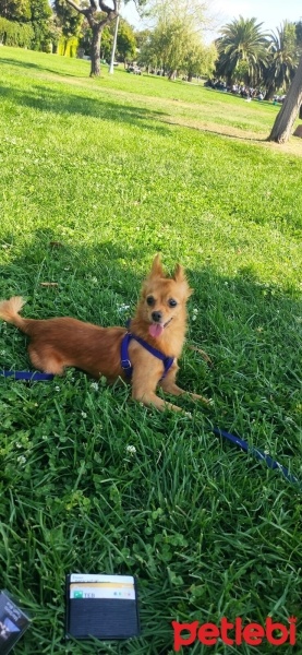 Chihuahua, Köpek  Tarçın fotoğrafı