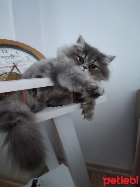 British Longhair, Kedi  MİKO fotoğrafı