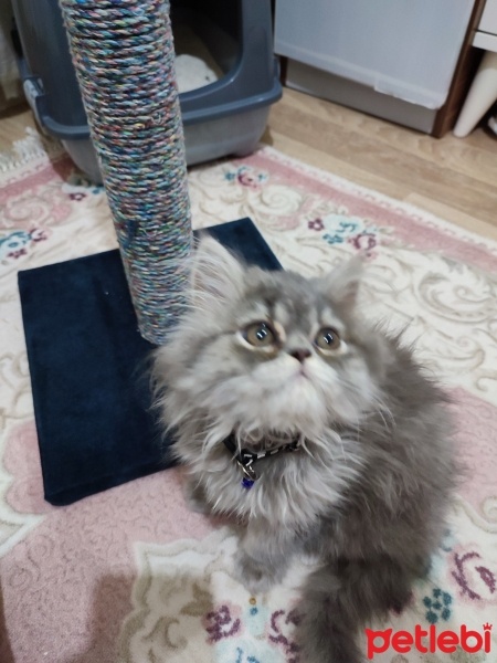 British Longhair, Kedi  MİKO fotoğrafı
