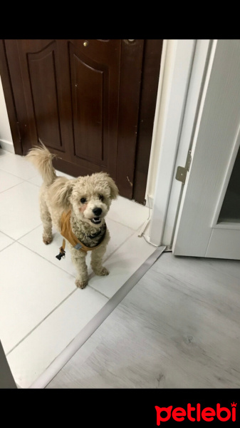 Poodle(Standart Kaniş), Köpek  Kaju fotoğrafı