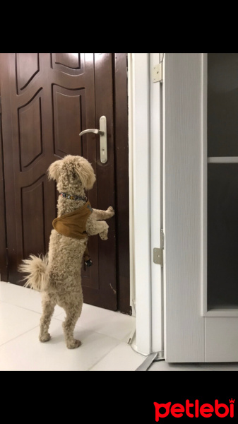 Poodle(Standart Kaniş), Köpek  Kaju fotoğrafı