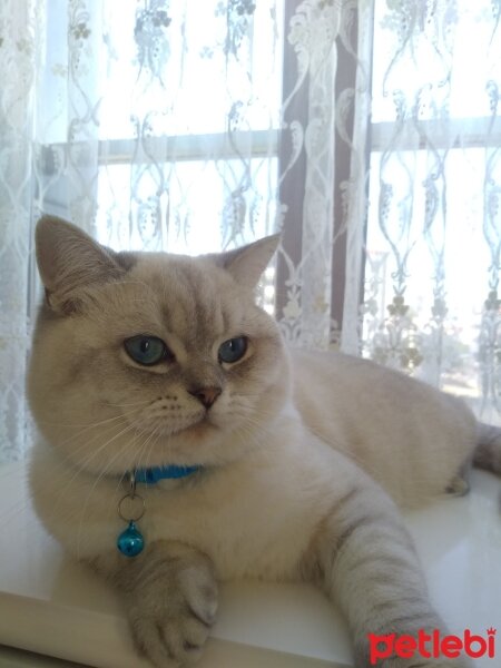 British Shorthair, Kedi  Çakıl fotoğrafı