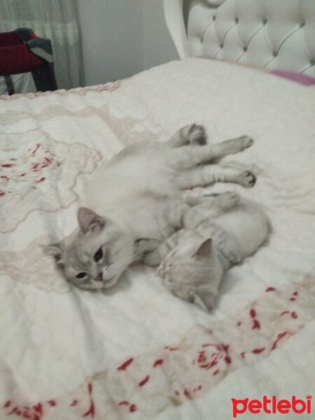 British Shorthair, Kedi  Çakıl fotoğrafı