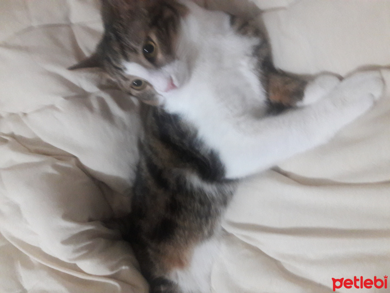 Tekir Kedi, Kedi  Poncik fotoğrafı