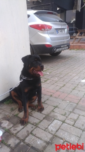 Rottweiler, Köpek  Boss fotoğrafı