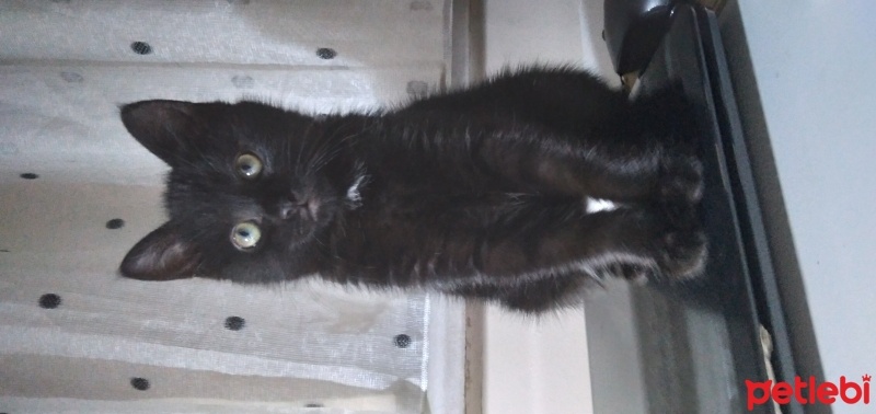 Tekir Kedi, Kedi  İncir fotoğrafı