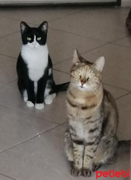 Tekir Kedi, Kedi  baykalcats fotoğrafı