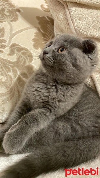 Scottish Fold, Kedi  Mia fotoğrafı