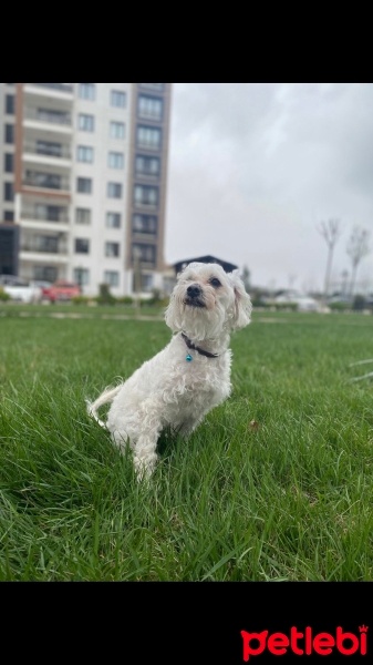 Maltese, Köpek  Bella fotoğrafı