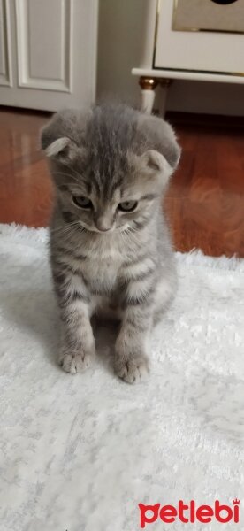 Scottish Fold, Kedi  Alex fotoğrafı