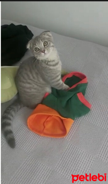 Scottish Fold, Kedi  Alex fotoğrafı