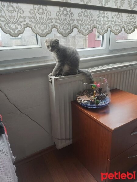 Scottish Fold, Kedi  Alex fotoğrafı