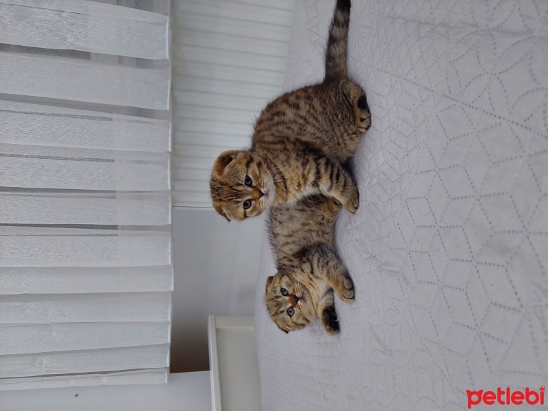 Scottish Fold, Kedi  Şanslı fotoğrafı