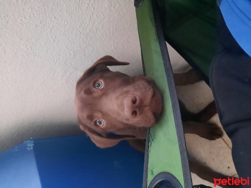 Labrador Retriever, Köpek  Tarçın fotoğrafı