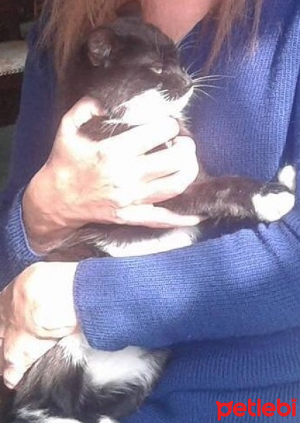Van Kedisi, Kedi  Çakıl fotoğrafı