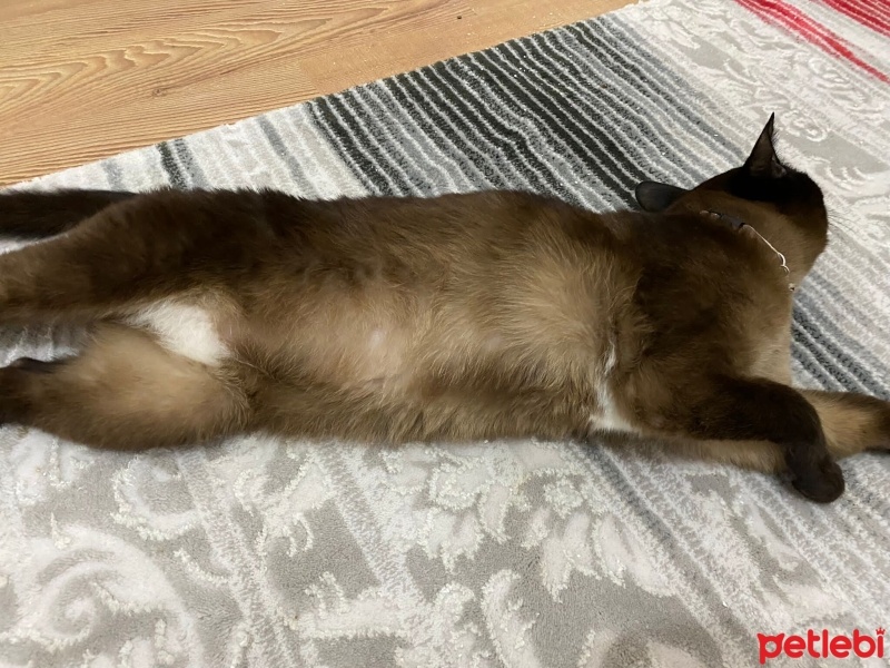 Siyam Kedisi, Kedi  Çiko fotoğrafı