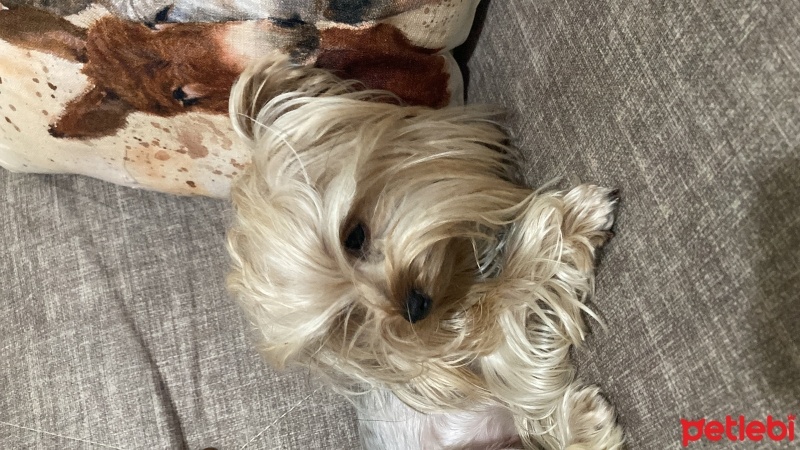Yorkshire Terrier, Köpek  Mercan fotoğrafı