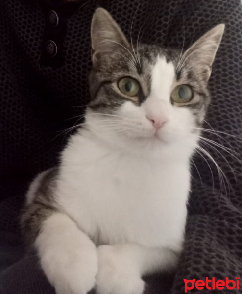 Tekir Kedi, Kedi  Kısçe fotoğrafı