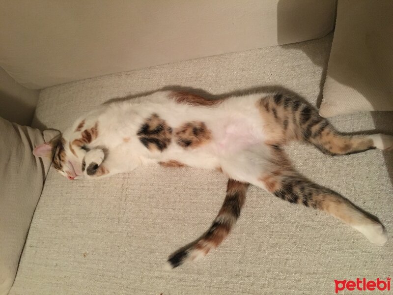 Tekir Kedi, Kedi  Cheesy fotoğrafı