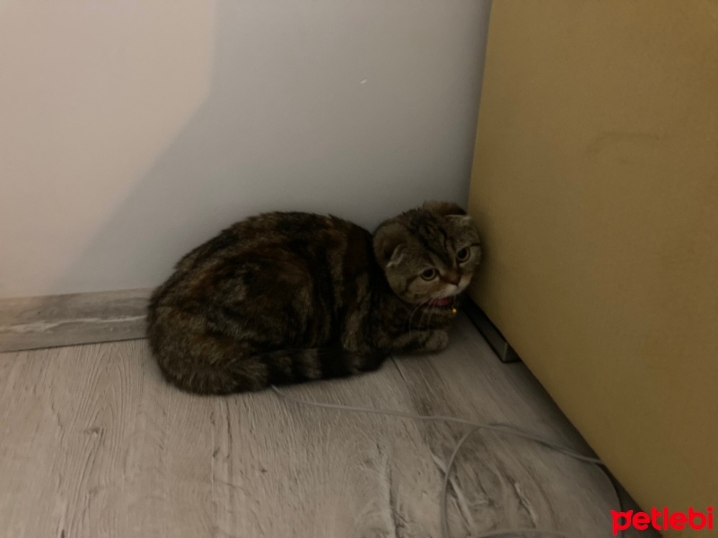 Scottish Fold, Kedi  Sushi fotoğrafı