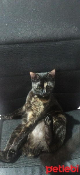 Tekir Kedi, Kedi  Runa fotoğrafı