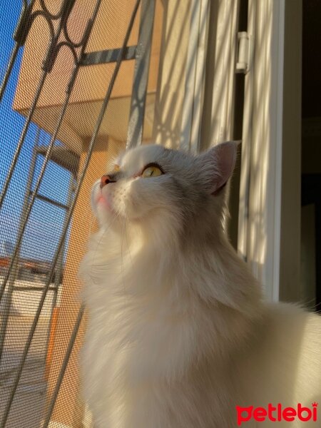 British Longhair, Kedi  Leon fotoğrafı