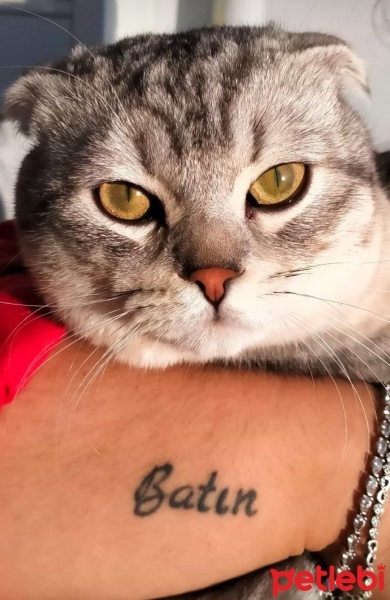 Scottish Fold, Kedi  Duman fotoğrafı