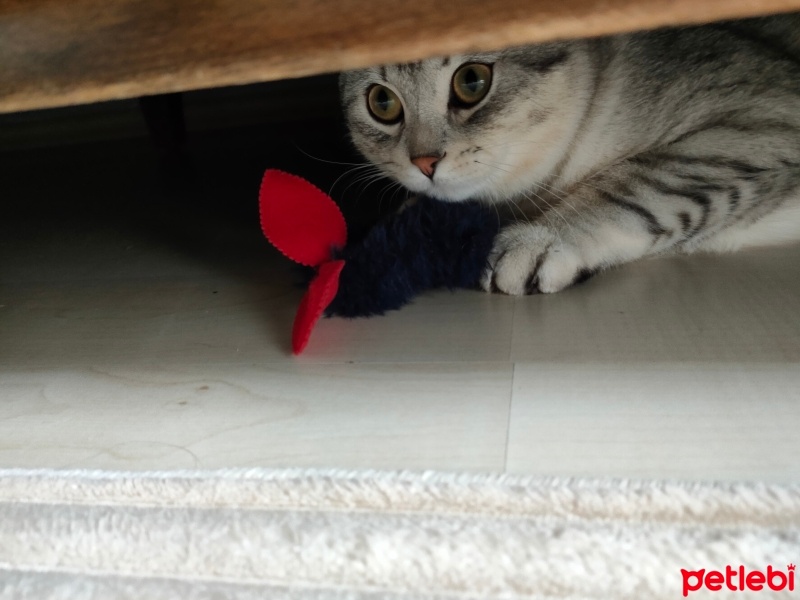 Scottish Fold, Kedi  Duman fotoğrafı