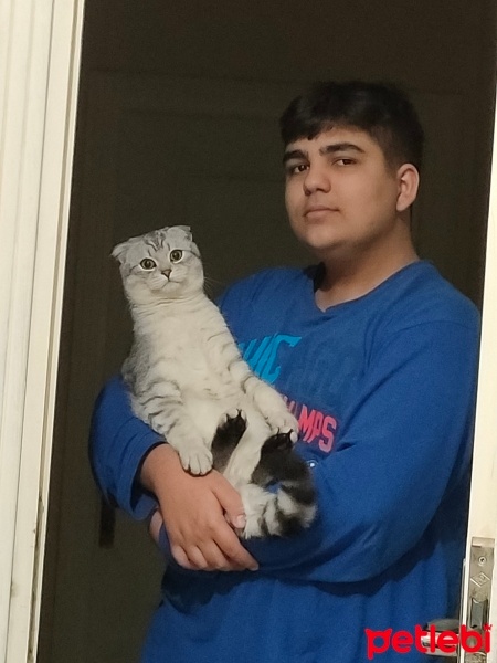 Scottish Fold, Kedi  Duman fotoğrafı