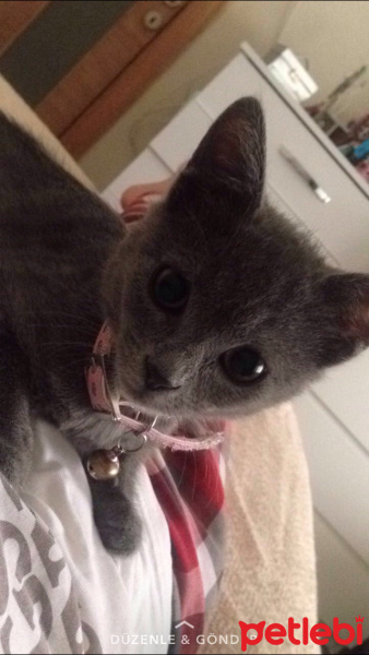 Mavi Rus, Kedi  Moda fotoğrafı